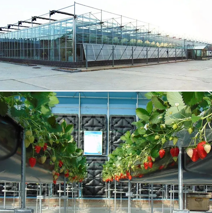 1754635737669910.png 杨芬芬-3.png